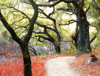 Discover Stevens Creek Park with the ONTIME PHANTOM e-bicycle